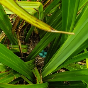 Redwell   13 06 2020   Les 3.jpg